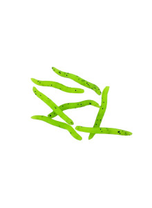 MiracleFish Worm Gummies (50 pcs.)
            