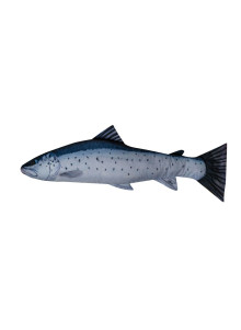 EnergoFish Pillow Sea Trout 110cm
            
